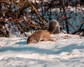 Squirrel Royalty Free Stock Photo