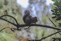 Wildlife: A squirrel forages for nuts in trees in Guatemala City Royalty Free Stock Photo