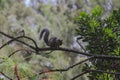 Wildlife: A squirrel forages for nuts in trees in Guatemala City Royalty Free Stock Photo