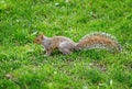 Squirrel side view on the grass central park New York City Usa