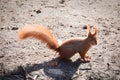 Squirrel - side view - outdoors photograph