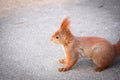 Squirrel - side view - outdoors photograph