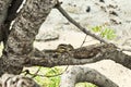 Squirrel siting on a tree Royalty Free Stock Photo