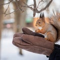 squirrel sits in the arms of a man in a winter park Royalty Free Stock Photo