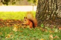 A squirrel sits in an autumn park and eats a nut. Sciurus. Rodent. Beautiful red squirrel in the park Royalty Free Stock Photo