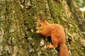 A squirrel sits in an autumn park and eats a nut. Sciurus. Rodent. Beautiful red squirrel on a tree Royalty Free Stock Photo