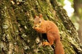 A squirrel sits in an autumn park and eats a nut. Sciurus. Rodent. Beautiful red squirrel on a tree Royalty Free Stock Photo