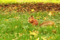 The squirrel sits in the autumn park and eats. Sciurus. Rodent. Beautiful red squirrel in the park Royalty Free Stock Photo