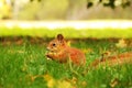 The squirrel sits in the autumn park and eats. Sciurus. Rodent. Beautiful red squirrel in the park Royalty Free Stock Photo