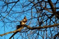 Squirrel sits on a tree branch and gnaws a delicious nut, the sun is shining Royalty Free Stock Photo