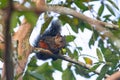 a squirrel sits on the branch in a tree