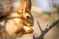 A squirrel sits and eats nuts