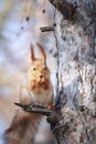 A squirrel sits and eats nuts in the park.