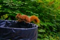 a squirrel sits on the edge of a garbage can Royalty Free Stock Photo