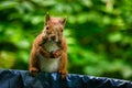 a squirrel sits on the edge of a garbage can Royalty Free Stock Photo