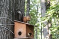 Squirrel sits on the feeder and eating nuts Royalty Free Stock Photo