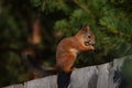 Squirrel sits on the fence and eats nut in the garden Royalty Free Stock Photo