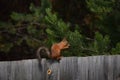 Squirrel sits on the fence and eats nut Royalty Free Stock Photo