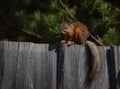 Squirrel sits on the fence in the garden