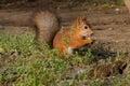 Squirrel sits in the forest and eats