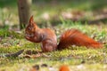 Squirrel sits on the grass in the park and eats a nut Royalty Free Stock Photo