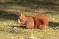 Squirrel sits on the grass in the park and eats a nut Royalty Free Stock Photo