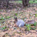 A squirrel sits on ground and gnaws a nut, holding it with its front paws Royalty Free Stock Photo