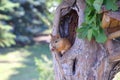 A squirrel sits in a hollow and gnaws a nut, a squirrel in a park, a tree with a hollow, an acorn Royalty Free Stock Photo