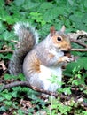A squirrel sits posing with a bushy tail and chubby cheeks