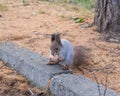 A squirrel sits on a stone curb and gnaws a nut, holding it with its front paws Royalty Free Stock Photo