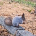 A squirrel sits on a stone curb and gnaws a nut, holding it with its front paws Royalty Free Stock Photo