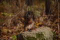 Squirrel sits on the stone and ea ts nut in autumn forest Royalty Free Stock Photo