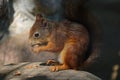 A squirrel sits on a stone and eats a nut Royalty Free Stock Photo