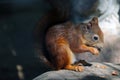 A squirrel sits on a stone and eats a nut Royalty Free Stock Photo