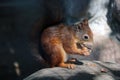 A squirrel sits on a stone and eats a nut. Royalty Free Stock Photo