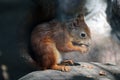 A squirrel sits on a stone and eats a nut Royalty Free Stock Photo