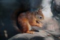 A squirrel sits on a stone and eats a nut Royalty Free Stock Photo