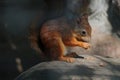 A squirrel sits on a stone and eats a nut Royalty Free Stock Photo