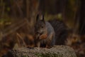 Squirrel sits on the stone and eats nut in autumn forest Royalty Free Stock Photo