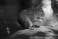 A squirrel sits on a stone and eats a nut. Black white photo Royalty Free Stock Photo