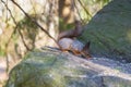 Squirrel sits in the sun on a stone and eats a nut Royalty Free Stock Photo