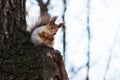 Squirrel Sits On A Tree Branch
