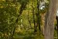 The squirrel sits on a tree in a funny pose. A mock-up for a poster or postcard. The concept of protecting the environment and