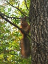 Squirrel sits on a tree and gnaws a nut Royalty Free Stock Photo