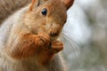 Squirrel sits on a tree and gnaws a nut. Close Up Royalty Free Stock Photo