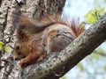 A squirrel sits on a tree and gnaws a nut Royalty Free Stock Photo