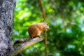 Squirrel sits on a tree and gnaws a nut Royalty Free Stock Photo