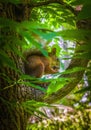 Squirrel sits on a tree and gnaws a nut Royalty Free Stock Photo