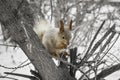 The squirrel sits on a tree and gnaws a nut. Wild animals in nature Royalty Free Stock Photo