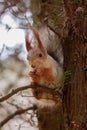 The squirrel sits on a tree and gnaws nuts. Curiosity, trust. Kislovodsk, Russia